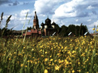 Александровский женский монастырь, поле лютиков